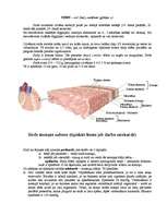 Konspekts 'Sirds', 1.