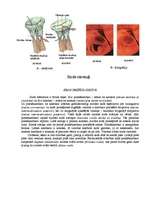 Konspekts 'Sirds', 4.