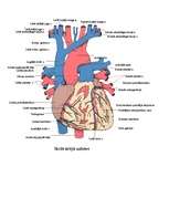 Konspekts 'Sirds', 5.
