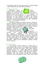 Referāts 'Kāposti', 2.