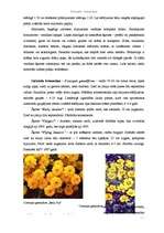 Konspekts 'Brūnactiņas - Coreopsis', 2.