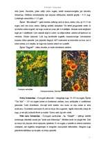 Konspekts 'Brūnactiņas - Coreopsis', 3.