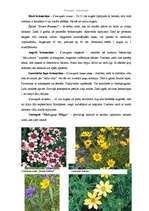 Konspekts 'Brūnactiņas - Coreopsis', 4.