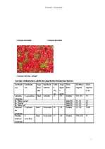 Konspekts 'Brūnactiņas - Coreopsis', 5.