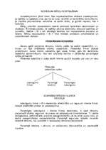 Referāts 'Tirdzniecības aparāta organizacionālās struktūras izvēle', 12.