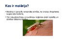 Prezentācija 'Malārija', 2.