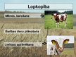Prezentācija 'Lopkopība', 8.