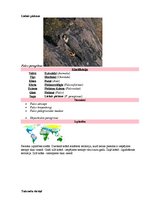 Referāts 'Latvijas un pasaules interesantākie putni', 6.