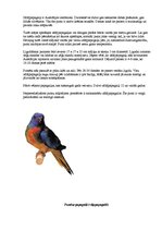 Referāts 'Latvijas un pasaules interesantākie putni', 9.