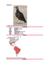 Referāts 'Latvijas un pasaules interesantākie putni', 12.