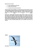 Referāts 'Latvijas un pasaules interesantākie putni', 13.