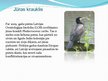 Referāts 'Latvijas un pasaules interesantākie putni', 17.