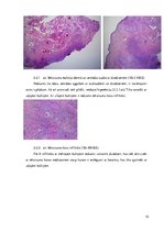 Referāts 'Perianālā/anāla furunkuloze suņiem', 10.