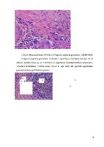 Referāts 'Perianālā/anāla furunkuloze suņiem', 15.