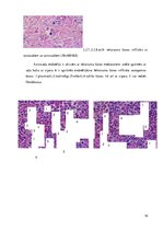 Referāts 'Perianālā/anāla furunkuloze suņiem', 16.