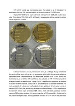 Konspekts 'Raugu fenotipisko un genotipisko īpašību salīdzinājums', 4.