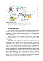 Diplomdarbs 'CpG oligonukleotīdu pakošana hepatīta C vīrusa nestrukturālā proteīna trīs epito', 14.