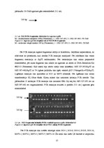 Diplomdarbs 'CpG oligonukleotīdu pakošana hepatīta C vīrusa nestrukturālā proteīna trīs epito', 37.