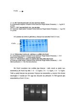 Diplomdarbs 'CpG oligonukleotīdu pakošana hepatīta C vīrusa nestrukturālā proteīna trīs epito', 41.