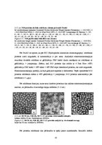 Diplomdarbs 'CpG oligonukleotīdu pakošana hepatīta C vīrusa nestrukturālā proteīna trīs epito', 43.