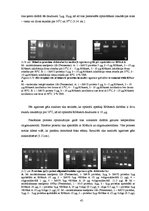 Diplomdarbs 'CpG oligonukleotīdu pakošana hepatīta C vīrusa nestrukturālā proteīna trīs epito', 45.