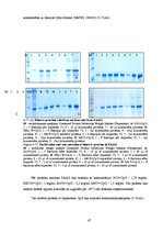 Diplomdarbs 'CpG oligonukleotīdu pakošana hepatīta C vīrusa nestrukturālā proteīna trīs epito', 47.