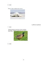 Referāts 'Metodisko materiālu portfolio dabaszinībās', 31.