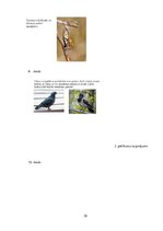 Referāts 'Metodisko materiālu portfolio dabaszinībās', 32.