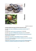 Referāts 'Metodisko materiālu portfolio dabaszinībās', 51.