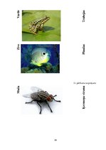 Referāts 'Metodisko materiālu portfolio dabaszinībās', 58.