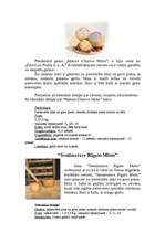 Referāts 'Itāljas siera rūpniecība', 4.