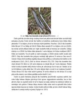 Prakses atskaite 'Ilzeskalna poligona ģeoloģiskā uzbūve, reljefs un mūsdienu ģeoloģiskie procesi', 26.