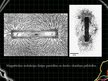 Prezentācija 'Magnētisms', 8.