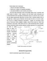 Referāts 'Endodontijas ierīces', 8.