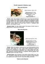 Referāts 'Sikspārņi', 5.