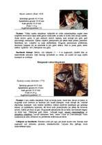 Referāts 'Sikspārņi', 6.