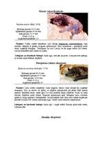 Referāts 'Sikspārņi', 7.