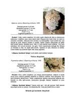 Referāts 'Sikspārņi', 8.