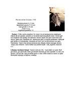 Referāts 'Sikspārņi', 9.