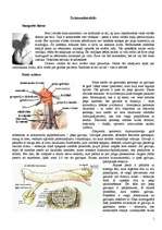 Referāts 'Vīrieša dzimumloceklis', 1.