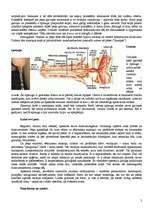 Referāts 'Vīrieša dzimumloceklis', 2.