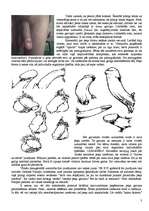 Referāts 'Vīrieša dzimumloceklis', 3.