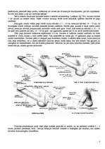 Referāts 'Vīrieša dzimumloceklis', 4.