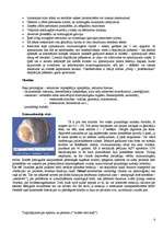 Referāts 'Vīrieša dzimumloceklis', 6.