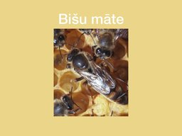 Prezentācija 'Bites', 4.