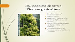 Prezentācija 'Retāk izmantotie augi dārzu dzīvžogos', 4.