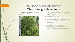 Prezentācija 'Retāk izmantotie augi dārzu dzīvžogos', 5.