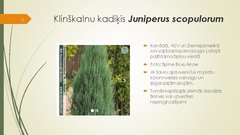 Prezentācija 'Retāk izmantotie augi dārzu dzīvžogos', 6.