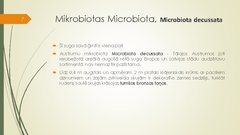 Prezentācija 'Retāk izmantotie augi dārzu dzīvžogos', 7.