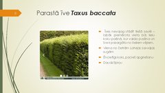 Prezentācija 'Retāk izmantotie augi dārzu dzīvžogos', 8.